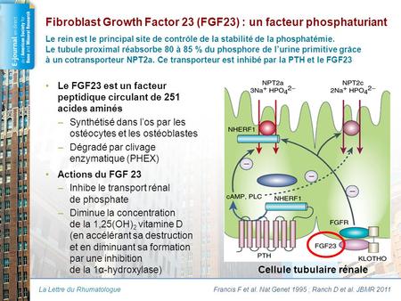 L’augmentation du FGF23 crée une fuite phosphatée urinaire ou diabète phosphaté et une baisse de la 1,25(OH)2 vitamine D Le FGF23 est augmenté : Pour maintenir.