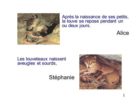 Après la naissance de ses petits, la louve se repose pendant un ou deux jours. Alice Les louveteaux naissent aveugles et sourds, Stéphanie 1.