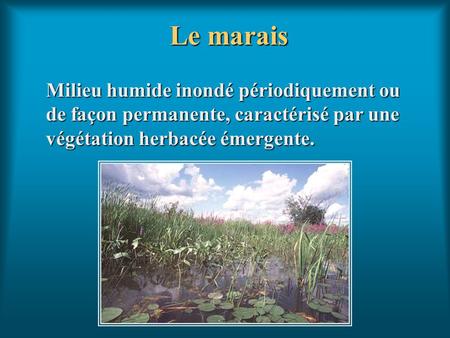 Le marais Milieu humide inondé périodiquement ou de façon permanente, caractérisé par une végétation herbacée émergente.
