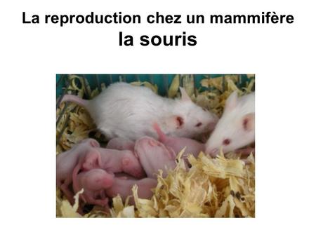 La reproduction chez un mammifère