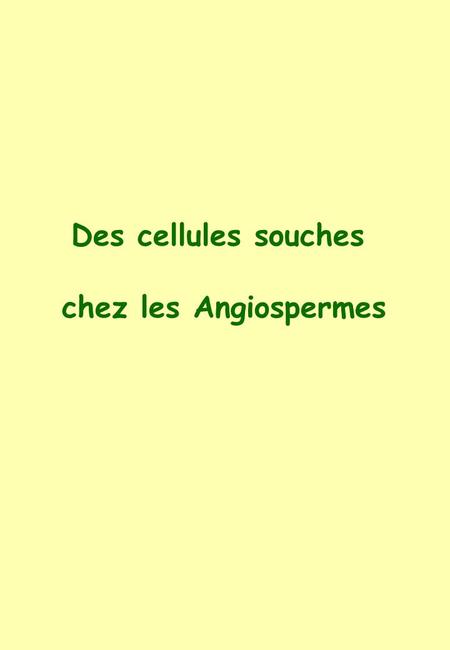 Des cellules souches chez les Angiospermes.