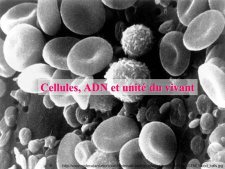 Cellules, ADN et unité du vivant