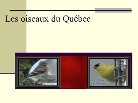 Les oiseaux du Québec.