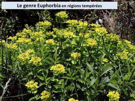 Le genre Euphorbia en régions tempérées 1. 2 Ce sont des plantes herbacées ou ligneuses à la base, à feuilles rarement persistantes. Les plantes vivaces.