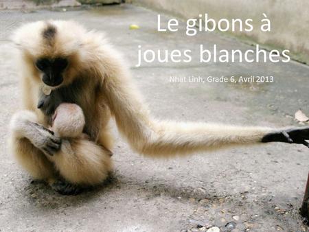 Le gibons à joues blanches Nhat Linh, Grade 6, Avril 2013.