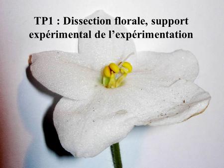 TP1 : Dissection florale, support expérimental de l’expérimentation
