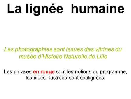 La lignée  humaine Les photographies sont issues des vitrines du musée d’Histoire Naturelle de Lille Les phrases en rouge sont les notions du programme,
