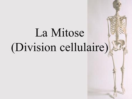La Mitose (Division cellulaire)