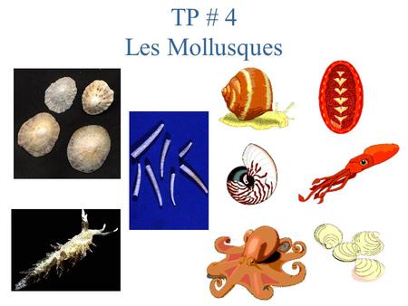 TP # 4 Les Mollusques.