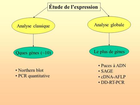 Étude de l’expression Analyse globale Analyse classique