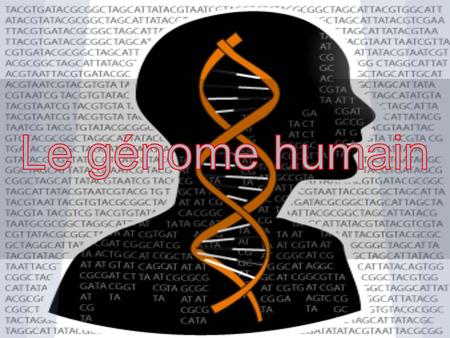 Qu'est-ce que le génome humain? Le génome humain est l'ensemble de l'information géénétique portée par l'A.D.N sur les 23 paires de chromosomes.