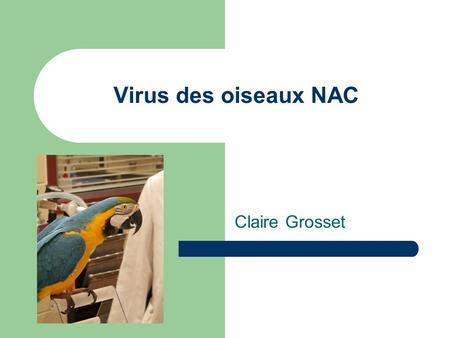 Virus des oiseaux NAC Claire Grosset.