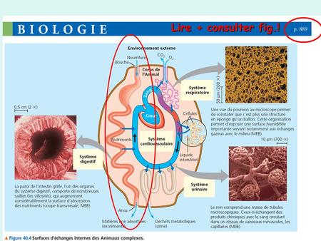 Lire + consulter fig.!. Traitement des aliments : le système digestif (tube digestif + organes annexes) (Campbell & Reece p. 926)