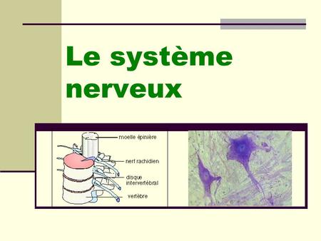 Le système nerveux.