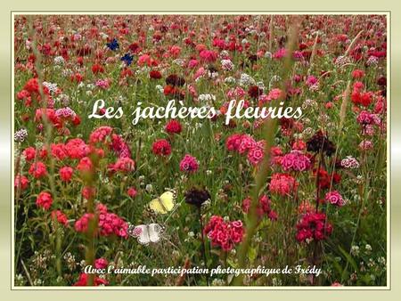 Avec l’aimable participation photographique de Frédy Les jachères fleuries.