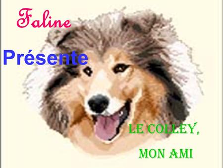 Faline Présente Le Colley, mon ami Mon Colley, Mon beau Berger d’Ecosse… Toi le chien si doux et si affectueux, Toi le bon gardien, Toi l’ami des enfants,