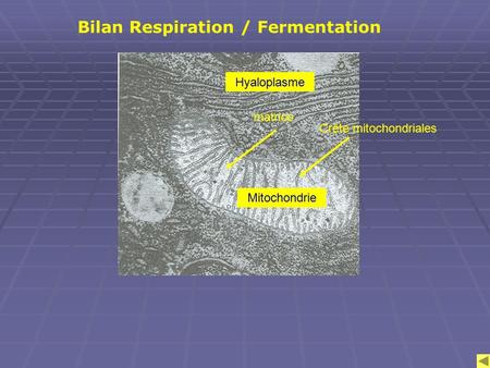 Bilan Respiration / Fermentation