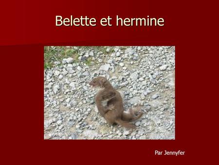 Belette et hermine Par Jennyfer.