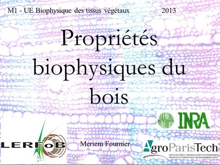 Propriétés biophysiques du bois