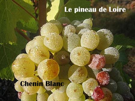 Le pineau de Loire Chenin Blanc.