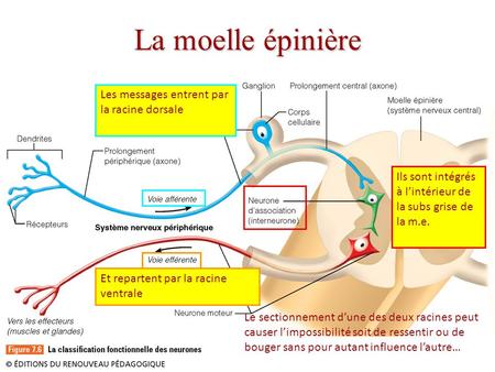 La moelle épinière Les messages entrent par la racine dorsale