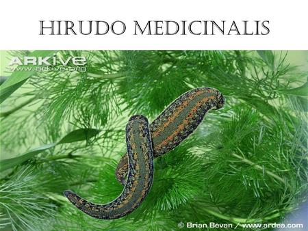 Hirudo medicinalis.