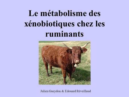 Le métabolisme des xénobiotiques chez les ruminants