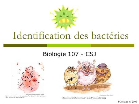 Identification des bactéries