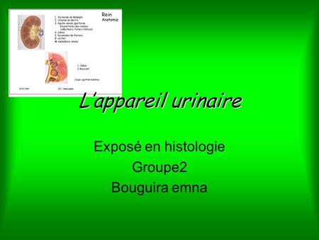 Exposé en histologie Groupe2 Bouguira emna