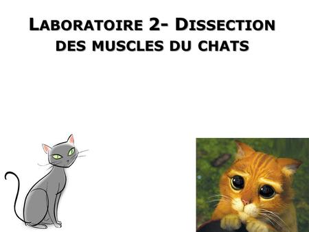 Laboratoire 2- Dissection des muscles du chats