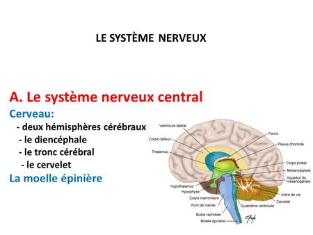 A. Le système nerveux central