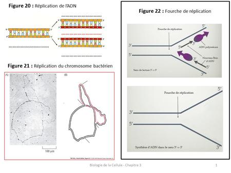 Figure 20 : Réplication de l’ADN Figure 22 : Fourche de réplication