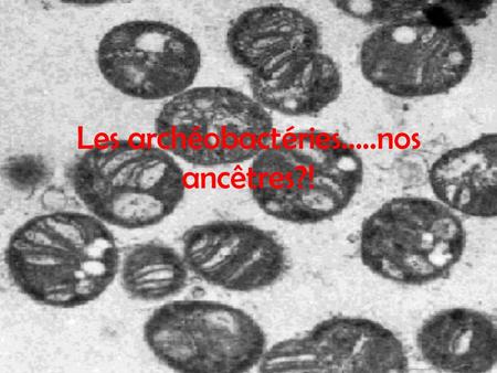 Les archéobactéries…..nos ancêtres?!