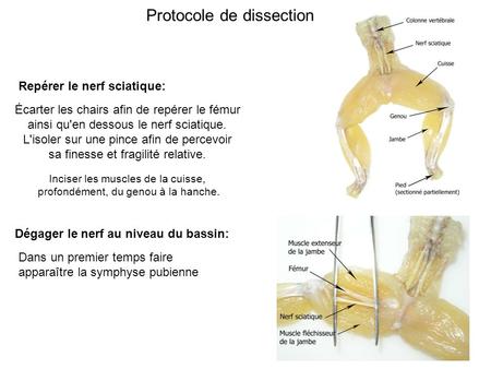 Protocole de dissection