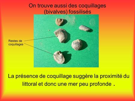 On trouve aussi des coquillages (bivalves) fossilisés