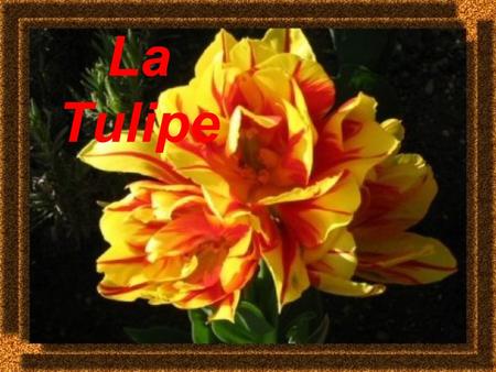La Tulipe.