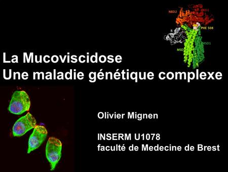 La Mucoviscidose Une maladie génétique complexe Olivier Mignen INSERM U1078 faculté de Medecine de Brest.