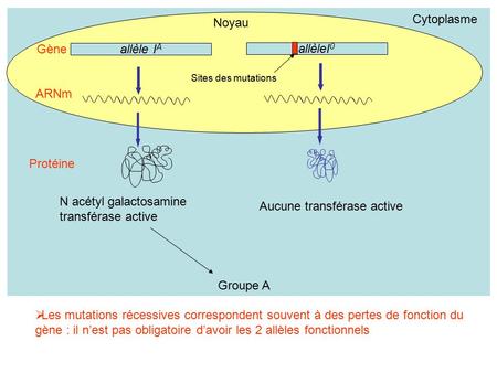 N acétyl galactosamine transférase active Aucune transférase active