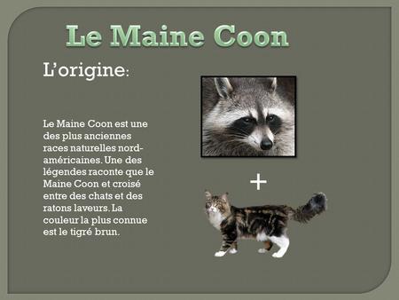 Le Maine Coon + L’origine:
