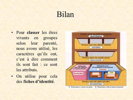 Bilan Pour classer les êtres vivants en groupes selon leur parenté, nous avons utilisé, les caractères qu’ils ont, c’est à dire comment ils sont fait :