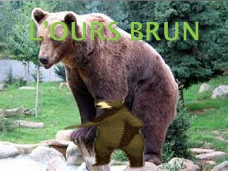 L’ours brun.