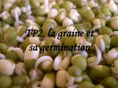 TP2, la graine et sa germination