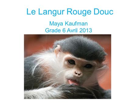 Le Langur Rouge Douc Maya Kaufman Grade 6 Avril 2013.