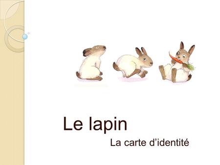 Le lapin La carte d’identité