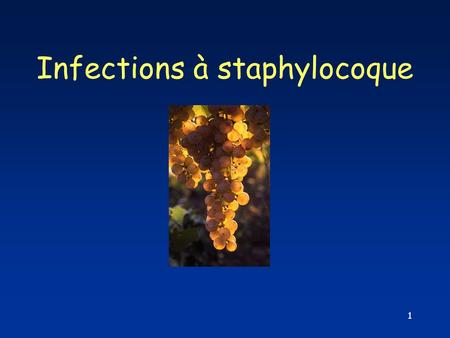 Infections à staphylocoque