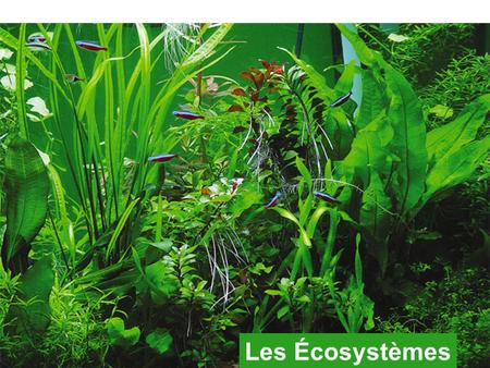 Les Écosystèmes 1.