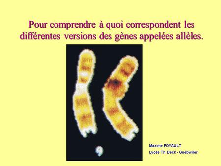 Pour comprendre à quoi correspondent les différentes versions des gènes appelées allèles. Maxime POYAULT Lycée Th. Deck - Guebwiller.