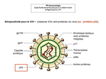 Spécificité des anticorps pour un déterminant antigénique du VIH