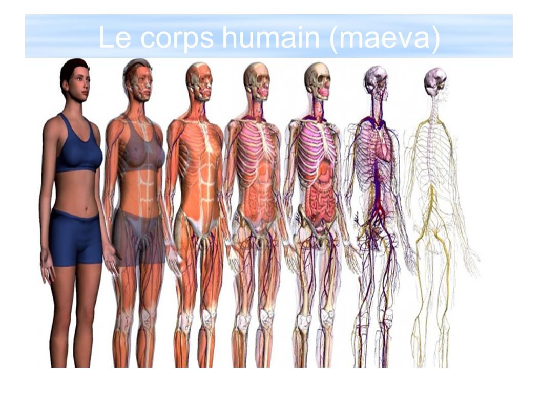 Anatomie Squelette et Muscles du Corps Humain - Schéma Simple