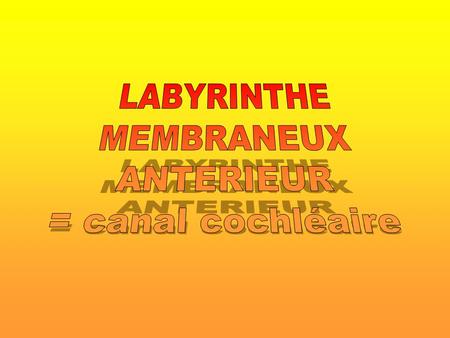 LABYRINTHE MEMBRANEUX ANTERIEUR = canal cochléaire.